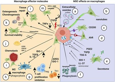 Molecular Crosstalk Between Macrophages and Mesenchymal Stromal Cells